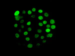 Immunocytochemistry/ Immunofluorescence - Anti-Histone H1.0 antibody [EPR6536] (AB134914)