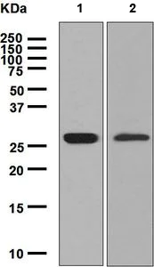 Western blot - Anti-Histone H1.0 antibody [EPR6536] (AB134914)