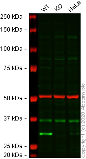 Western blot - Anti-Histone H1.0 antibody [EPR6536] - BSA and Azide free (AB203946), expandable thumbnail
