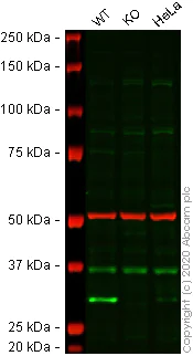 Western blot - Anti-Histone H1.0 antibody [EPR6536] - BSA and Azide free (AB203946)