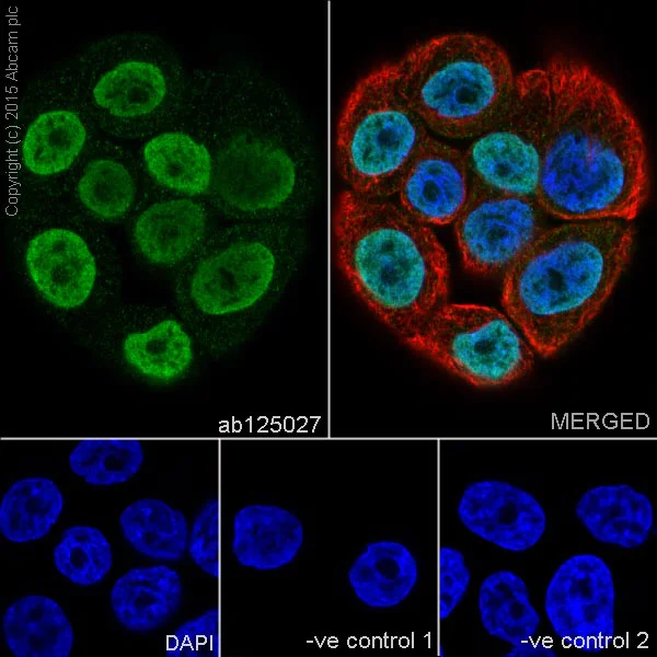 Immunocytochemistry/ Immunofluorescence - Anti-Histone H1.0 antibody [EPR6537] (AB125027)