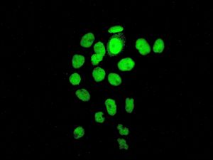 Immunocytochemistry/ Immunofluorescence - Anti-Histone H1.0 antibody [EPR6537] (ab125027), expandable thumbnail