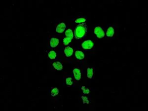 Immunocytochemistry/ Immunofluorescence - Anti-Histone H1.0 antibody [EPR6537] (AB125027)