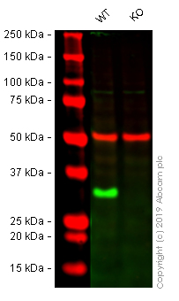 Western blot - Anti-Histone H1.0 antibody [EPR6537] (AB125027), expandable thumbnail