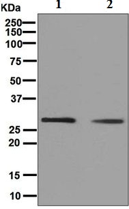 Western blot - Anti-Histone H1.0 antibody [EPR6537] (ab125027), expandable thumbnail