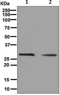 Western blot - Anti-Histone H1.0 antibody [EPR6537] (AB125027)