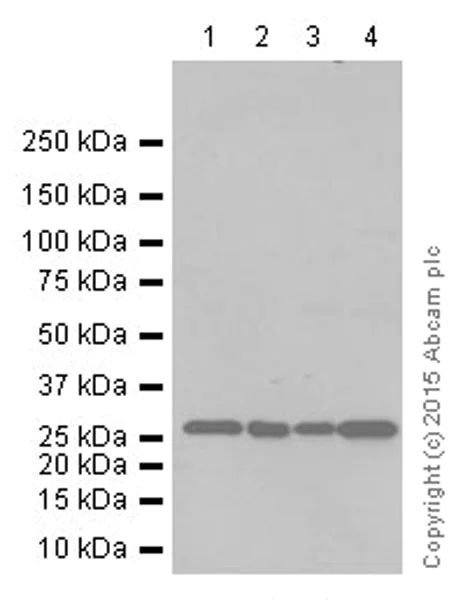 Western blot - Anti-Histone H1.0 antibody [EPR6537] (AB125027)