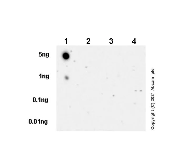 Dot Blot - Anti-Histone H1.1 antibody [EPR23191-14] - BSA and Azide free (AB279642)