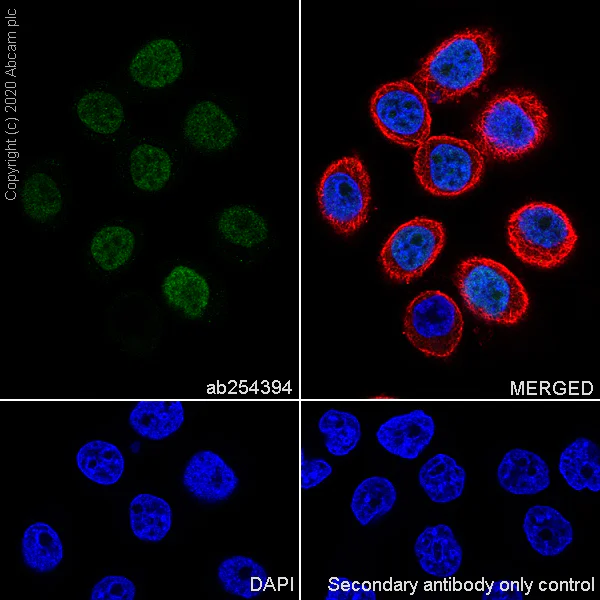 Immunocytochemistry/ Immunofluorescence - Anti-Histone H1.1 antibody [EPR23191-14] - BSA and Azide free (AB279642)