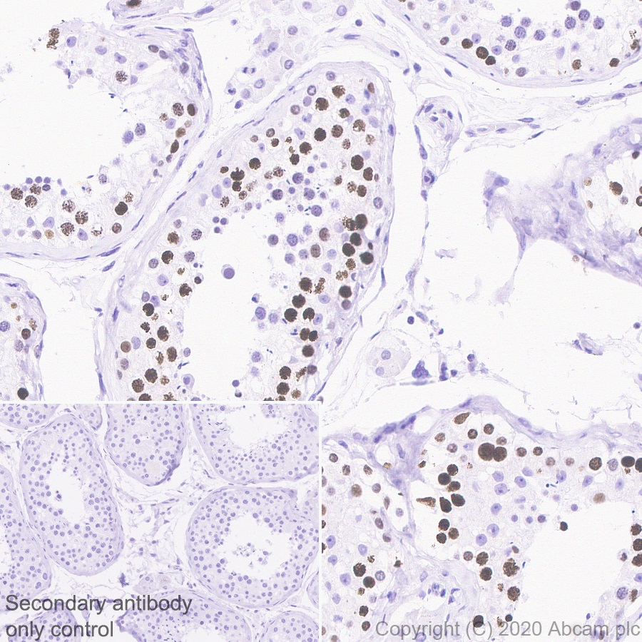 Anti-Histone H1.1 antibody [EPR23191-14] - BSA and Azide free