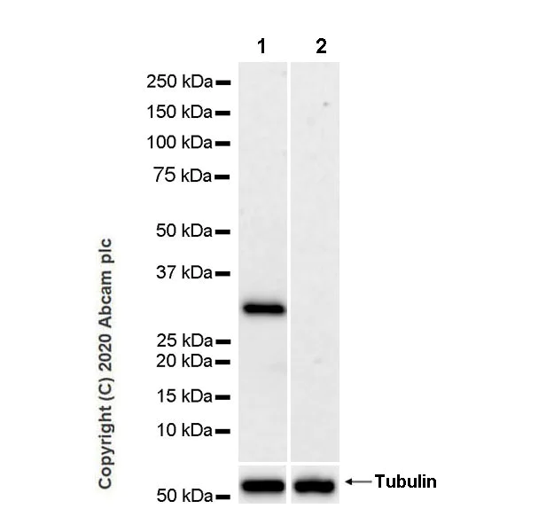 Western blot - Anti-Histone H1.1 antibody [EPR23191-14] - BSA and Azide free (AB279642)