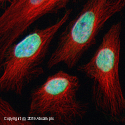 Immunocytochemistry/ Immunofluorescence - Anti-Histone H1.2 antibody (AB17677), expandable thumbnail