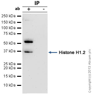 Immunoprecipitation - Anti-Histone H1.2 antibody (AB17677), expandable thumbnail