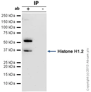 Immunoprecipitation - Anti-Histone H1.2 antibody (AB17677)