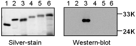 Western blot - Anti-Histone H1.2 antibody (AB17677)