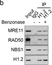 Western blot - Anti-Histone H1.2 antibody (AB17677)
