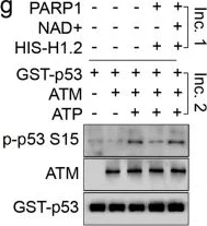 Western blot - Anti-Histone H1.2 antibody (AB17677)