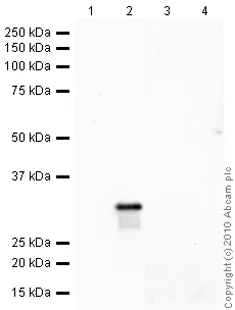 Western blot - Anti-Histone H1.2 antibody (AB17677)