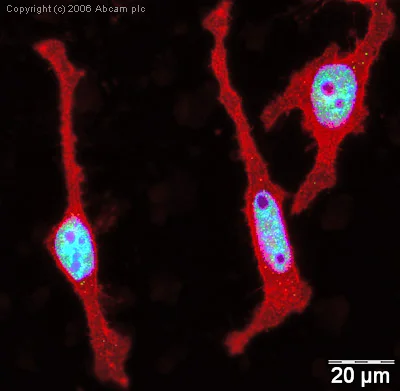Immunocytochemistry/ Immunofluorescence - Anti-Histone H1.2 antibody - ChIP Grade (AB4086)