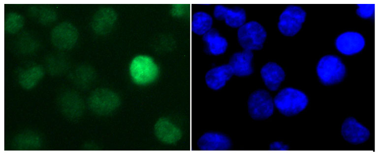 Immunocytochemistry/ Immunofluorescence - Anti-Histone H1.3 antibody (AB24174), expandable thumbnail