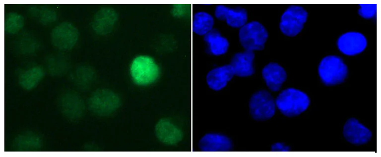 Immunocytochemistry/ Immunofluorescence - Anti-Histone H1.3 antibody (AB24174)