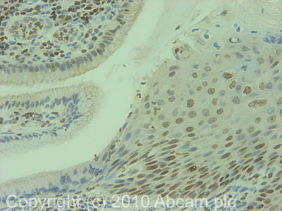 Immunohistochemistry (Formalin/PFA-fixed paraffin-embedded sections) - Anti-Histone H1.3 antibody (AB24174)