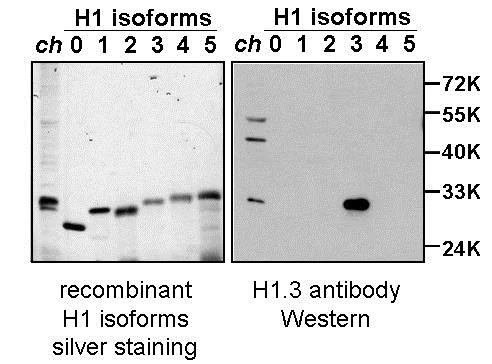 Western blot - Anti-Histone H1.3 antibody (AB24174)