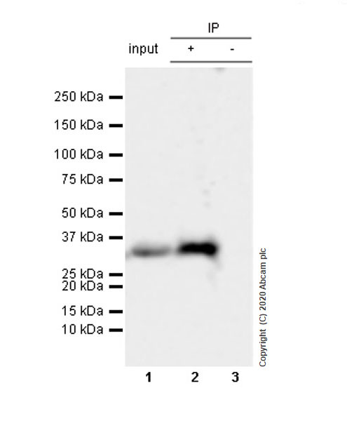 Immunoprecipitation - Anti-Histone H1.3 antibody [EPR12683] (AB183736)