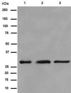Western blot - Anti-Histone H1.3 antibody [EPR12683] (AB183736)
