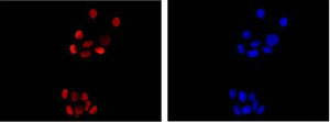 Anti-Histone H1.3 antibody [EPR12683] - BSA and Azide free