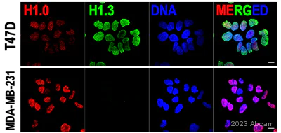 Immunohistochemistry (Formalin/PFA-fixed paraffin-embedded sections) - Anti-Histone H1.3 antibody [EPR12683] - BSA and Azide free (AB203948)