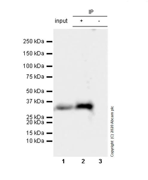 Immunoprecipitation - Anti-Histone H1.3 antibody [EPR12683] - BSA and Azide free (AB203948)