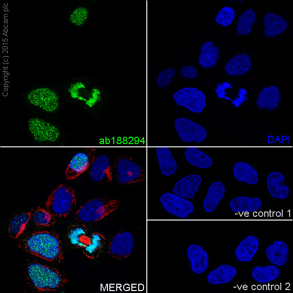 Immunocytochemistry/ Immunofluorescence - Anti-Histone H1.3 (phospho T17) + Histone H1.4 (phospho T17) antibody [EPR18087] (AB188294)