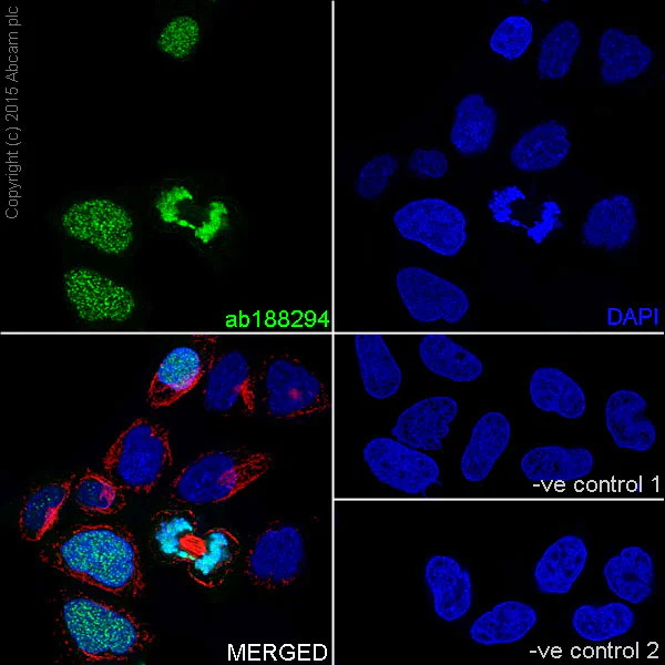 Immunocytochemistry/ Immunofluorescence - Anti-Histone H1.3 (phospho T17) + Histone H1.4 (phospho T17) antibody [EPR18087] (AB188294)
