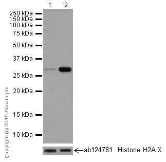 Western blot - Anti-Histone H1.3 (phospho T17) + Histone H1.4 (phospho T17) antibody [EPR18087] - BSA and Azide free (AB250946)