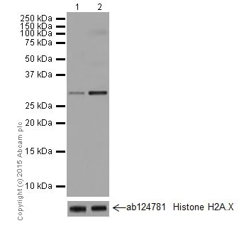 Western blot - Anti-Histone H1.3 (phospho T17) + Histone H1.4 (phospho T17) antibody [EPR18087] - BSA and Azide free (AB250946)