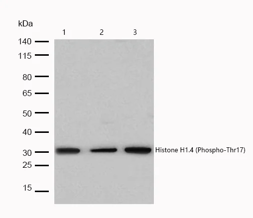 Western blot - Anti-Histone H1.4 (phospho T17) antibody [SR1513] (AB326647)