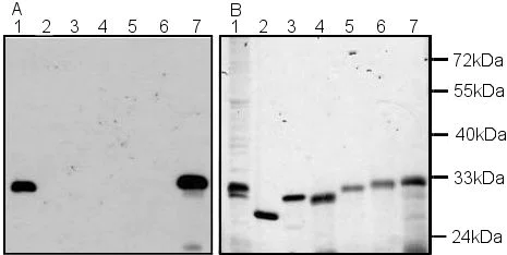 Western blot - Anti-Histone H1.5 antibody (AB24175)