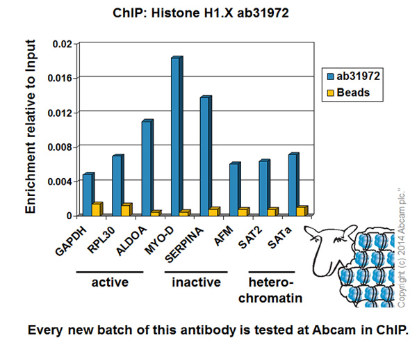 ChIP - Anti-Histone H1x antibody - ChIP Grade (AB31972), expandable thumbnail