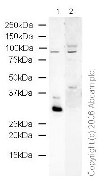 Western blot - Anti-Histone H1x antibody - ChIP Grade (AB31972), expandable thumbnail