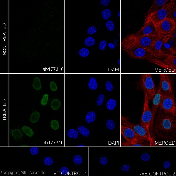 Immunocytochemistry/ Immunofluorescence - Anti-Histone H2A (acetyl K13) antibody [EPR17476(2)] - BSA and Azide free (AB249960), expandable thumbnail