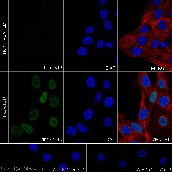 Immunocytochemistry/ Immunofluorescence - Anti-Histone H2A (acetyl K13) antibody [EPR17476(2)] - BSA and Azide free (AB249960)