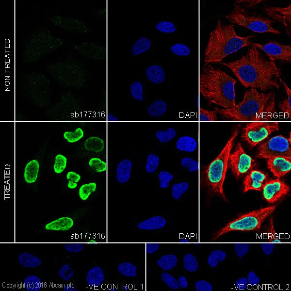 Immunocytochemistry/ Immunofluorescence - Anti-Histone H2A (acetyl K13) antibody [EPR17476(2)] - BSA and Azide free (AB249960)