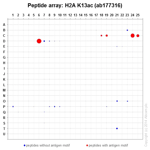 Peptide Array - Anti-Histone H2A (acetyl K13) antibody [EPR17476(2)] - BSA and Azide free (AB249960)