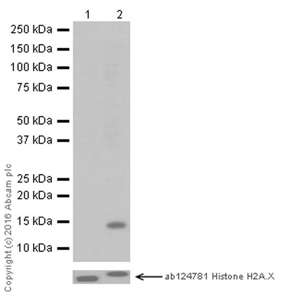 Western blot - Anti-Histone H2A (acetyl K13) antibody [EPR17476(2)] - BSA and Azide free (AB249960), expandable thumbnail