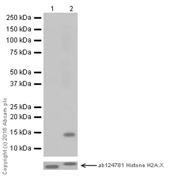 Western blot - Anti-Histone H2A (acetyl K13) antibody [EPR17476(2)] - BSA and Azide free (AB249960)
