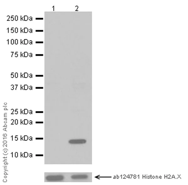 Western blot - Anti-Histone H2A (acetyl K13) antibody [EPR17476(2)] - BSA and Azide free (AB249960)