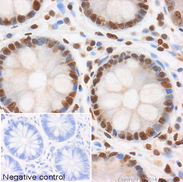 Immunohistochemistry (Formalin/PFA-fixed paraffin-embedded sections) - Anti-Histone H2A (acetyl K5) antibody (AB1764)