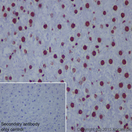 Immunohistochemistry (Formalin/PFA-fixed paraffin-embedded sections) - Anti-Histone H2A (acetyl K5) antibody [EP856Y] (AB45152)