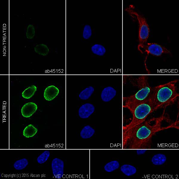 Immunocytochemistry/ Immunofluorescence - Anti-Histone H2A (acetyl K5) antibody [EP856Y] - BSA and Azide free (AB247302), expandable thumbnail